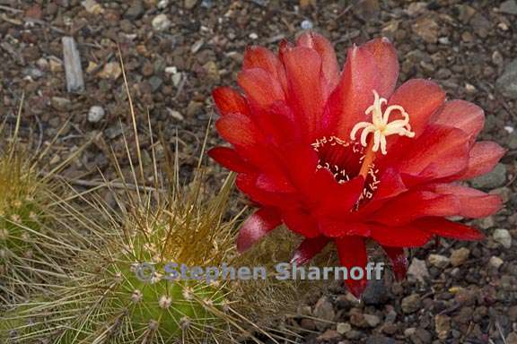 echinopsis strigosa 3 graphic